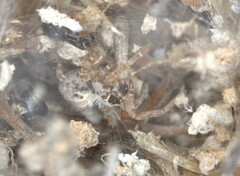 Stegodyphus dumicola