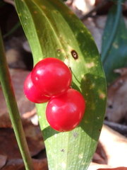 Ruscus colchicus