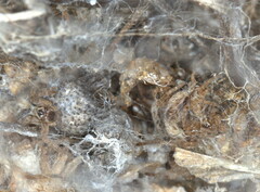 Stegodyphus dumicola