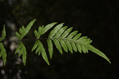 Pteris semipinnata