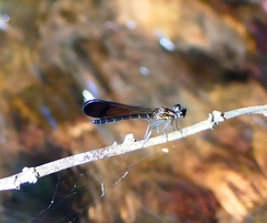 Heliocypha bisignata