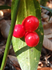 Ruscus colchicus