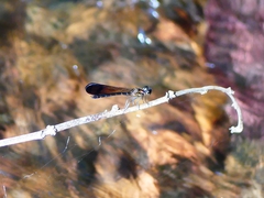 Heliocypha bisignata