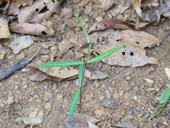 Hemidesmus indicus