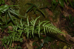 Pteris semipinnata
