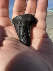 Lamniformes