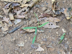 Hemidesmus indicus