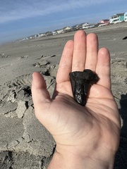 Lamniformes