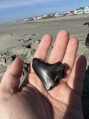 Lamniformes