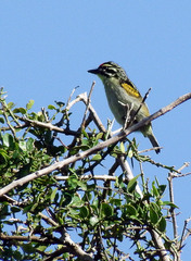 Pogoniulus pusillus