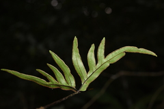 Pteris semipinnata