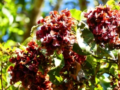 Terminalia paniculata