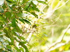 Erpornis zantholeuca