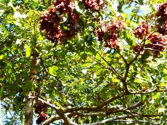 Terminalia paniculata