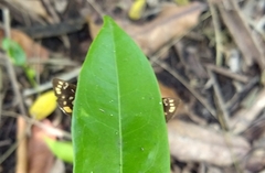 Coladenia indrani