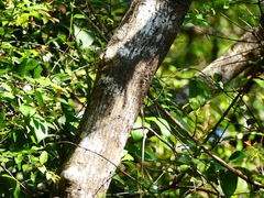 Terminalia paniculata