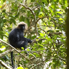 Semnopithecus johnii