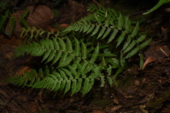 Parathelypteris