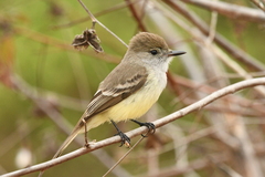 Myiarchus magnirostris