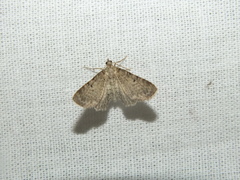 Eupithecia virgaureata