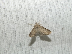 Eupithecia virgaureata