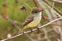 Myiarchus magnirostris