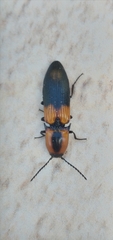 Elateridae
