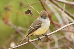 Myiarchus magnirostris