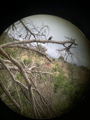 Halcyon leucocephala