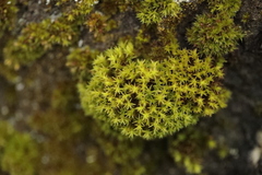 Nyholmiella obtusifolia
