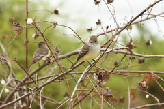 Myiarchus magnirostris
