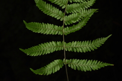 Parathelypteris