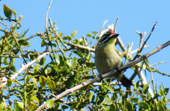 Pogoniulus pusillus