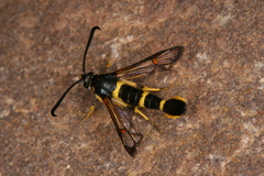 Synanthedon codeti