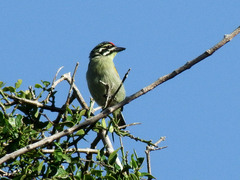 Pogoniulus pusillus