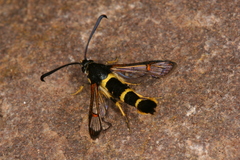 Synanthedon codeti