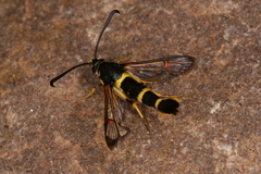 Synanthedon codeti