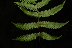 Parathelypteris