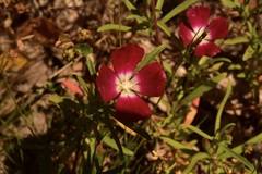 Clarkia tenella