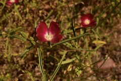 Clarkia tenella