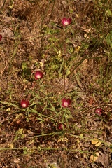 Clarkia tenella