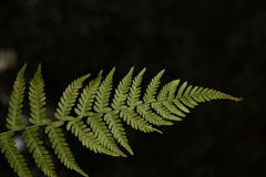 Parathelypteris