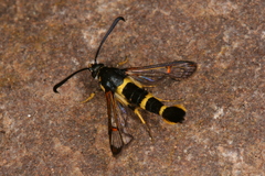 Synanthedon codeti