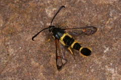 Synanthedon codeti
