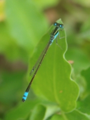Ischnura fluviatilis