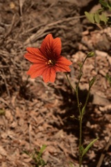 Salpiglossis sinuata