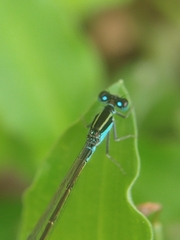 Ischnura fluviatilis
