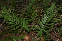 Microlepia marginata