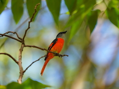 Pericrocotus solaris