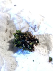 Orthotrichum stramineum